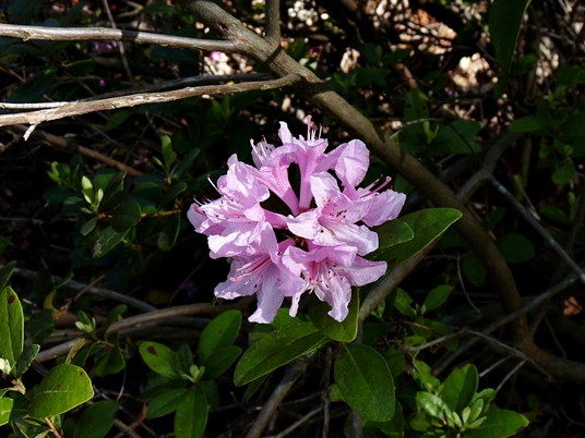 {Rhododendron chapmanii}